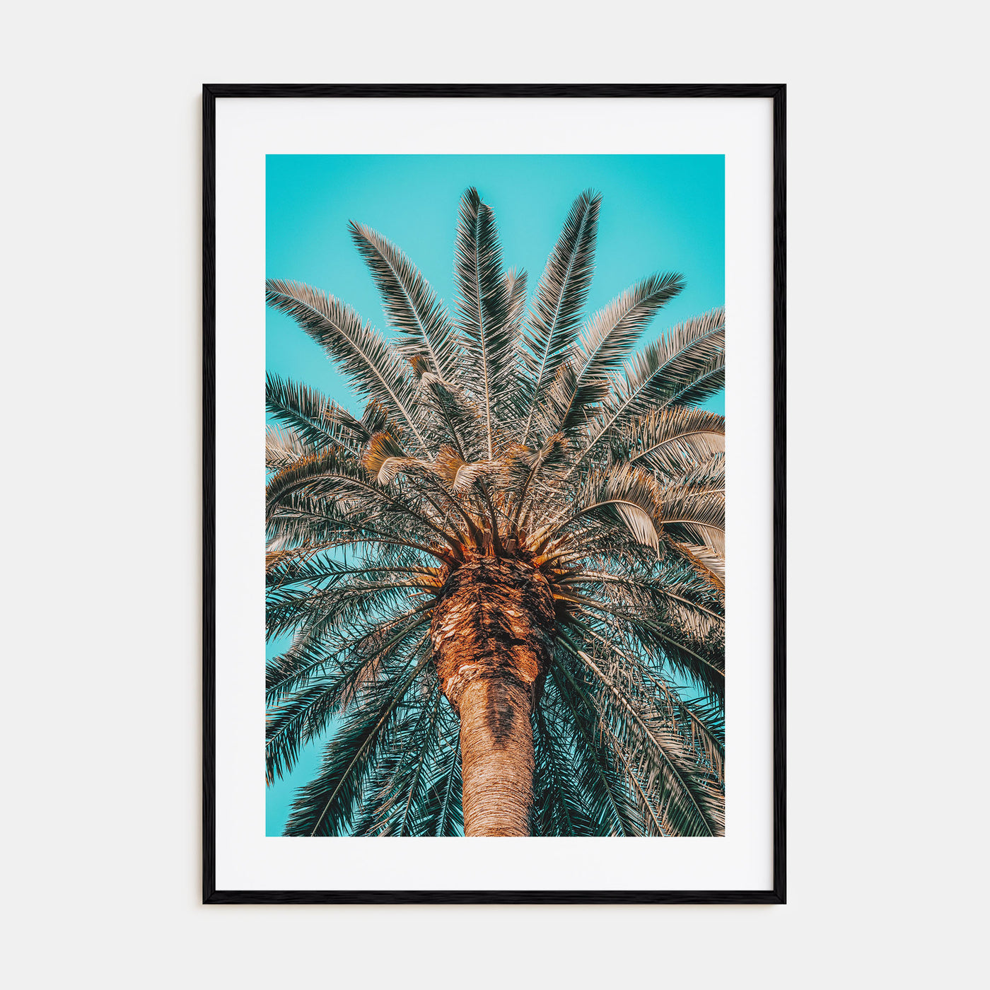 Giant Palm Tree Photo Color Poster