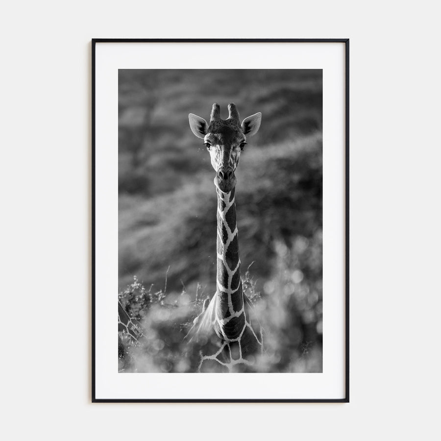 Giraffe Photo B&W No 1 Poster