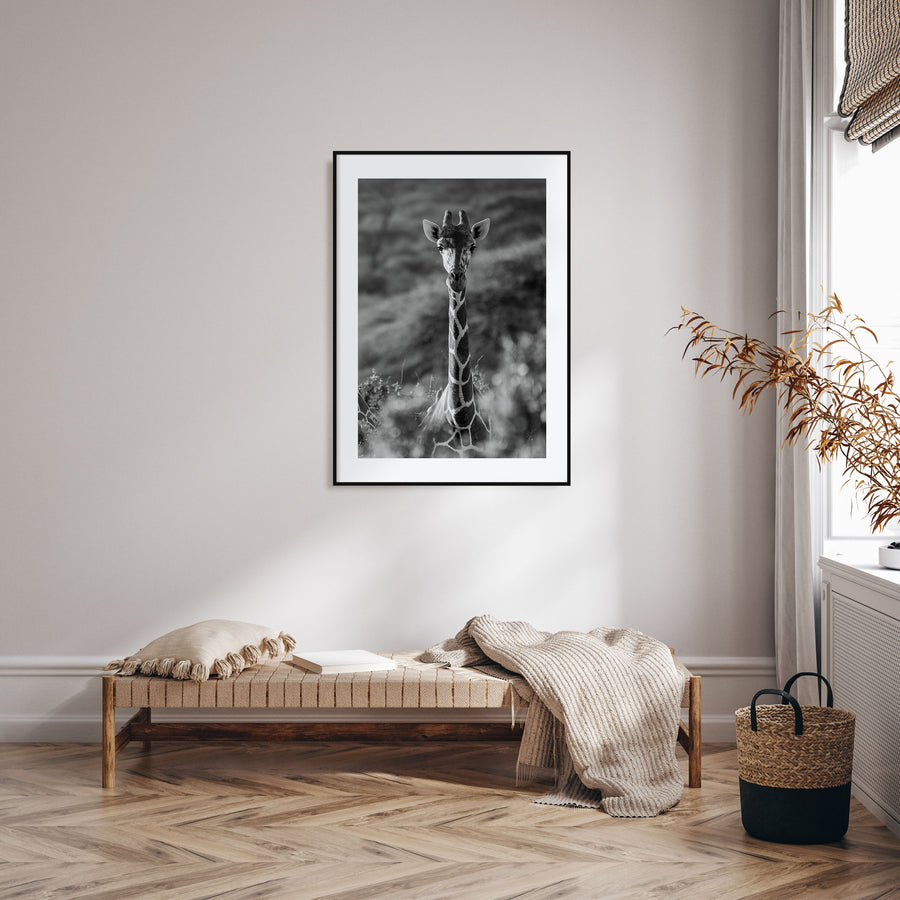 Giraffe Photo B&W No 1 Poster