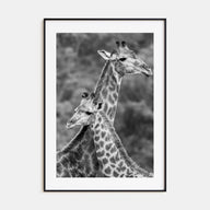 Giraffe Photo B&W No 2 Poster