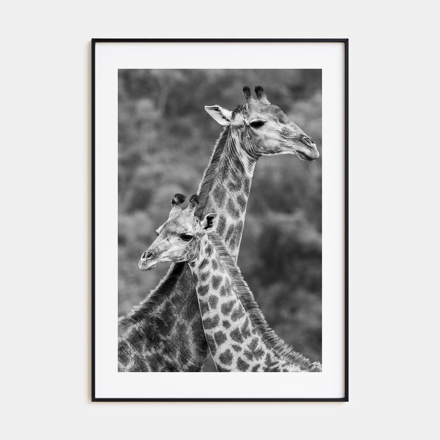 Giraffe Photo B&W No 2 Poster