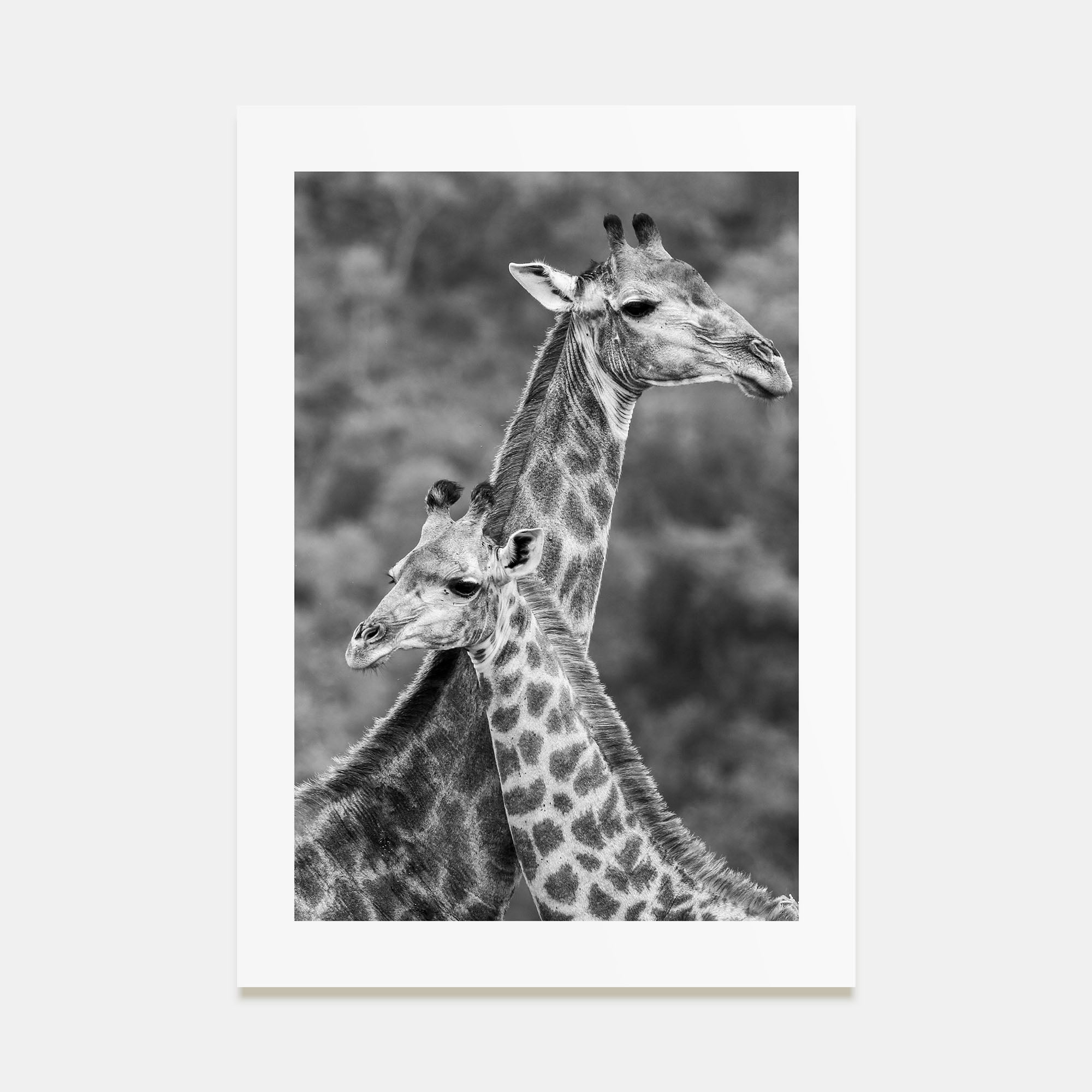 Giraffe Photo B&W No 2 Poster