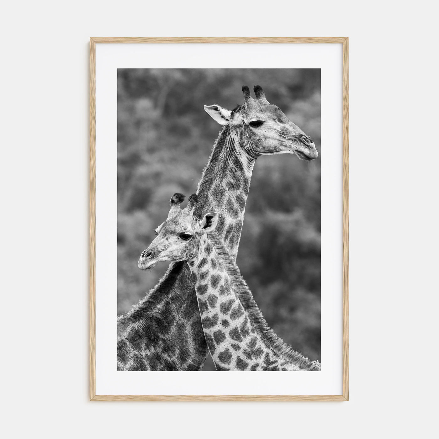 Giraffe Photo B&W No 2 Poster