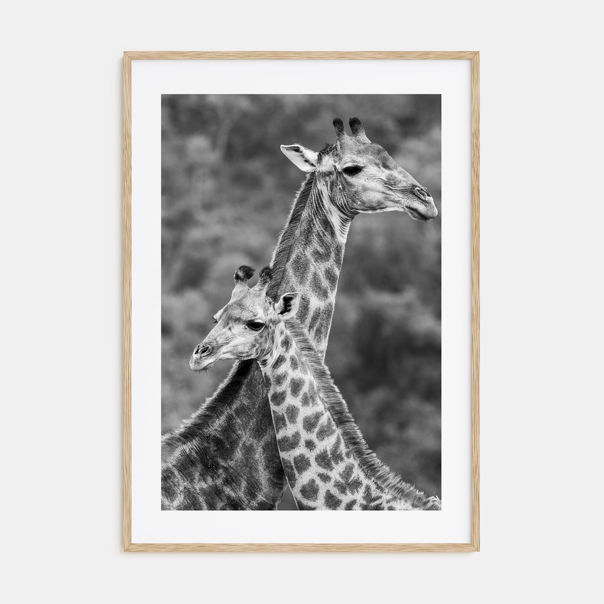 Giraffe Photo B&W No 2 Poster