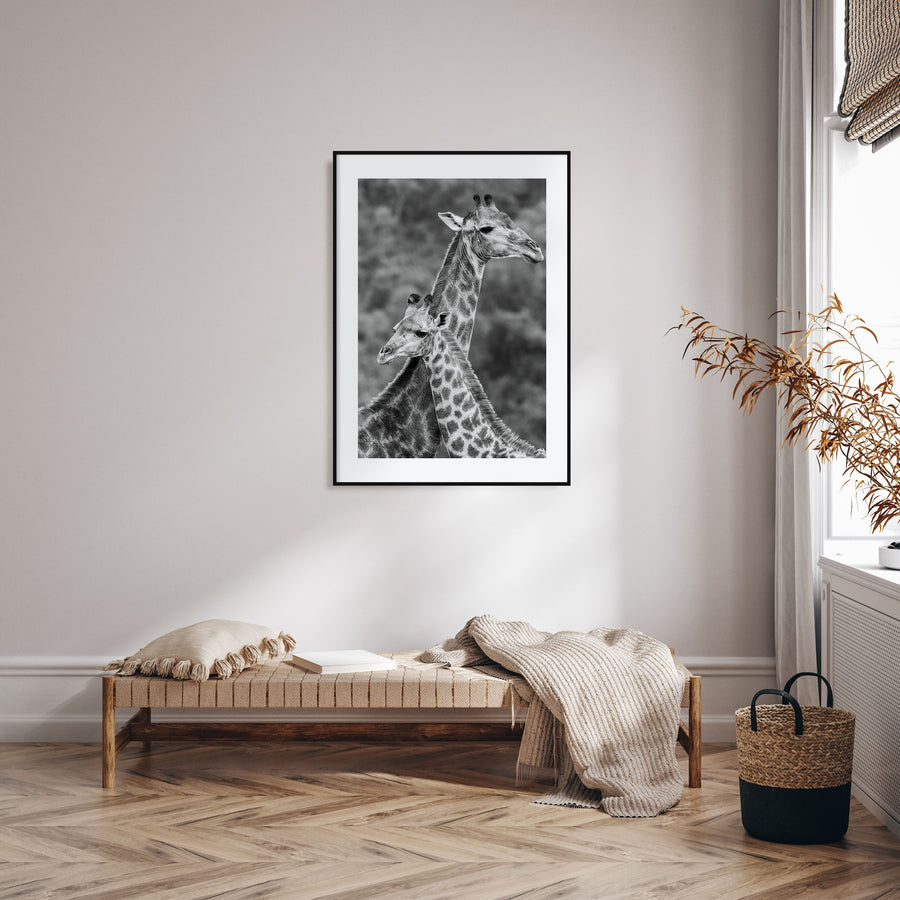 Giraffe Photo B&W No 2 Poster