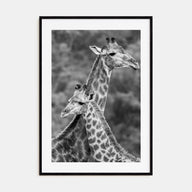 Giraffe Photo B&W No 2 Poster