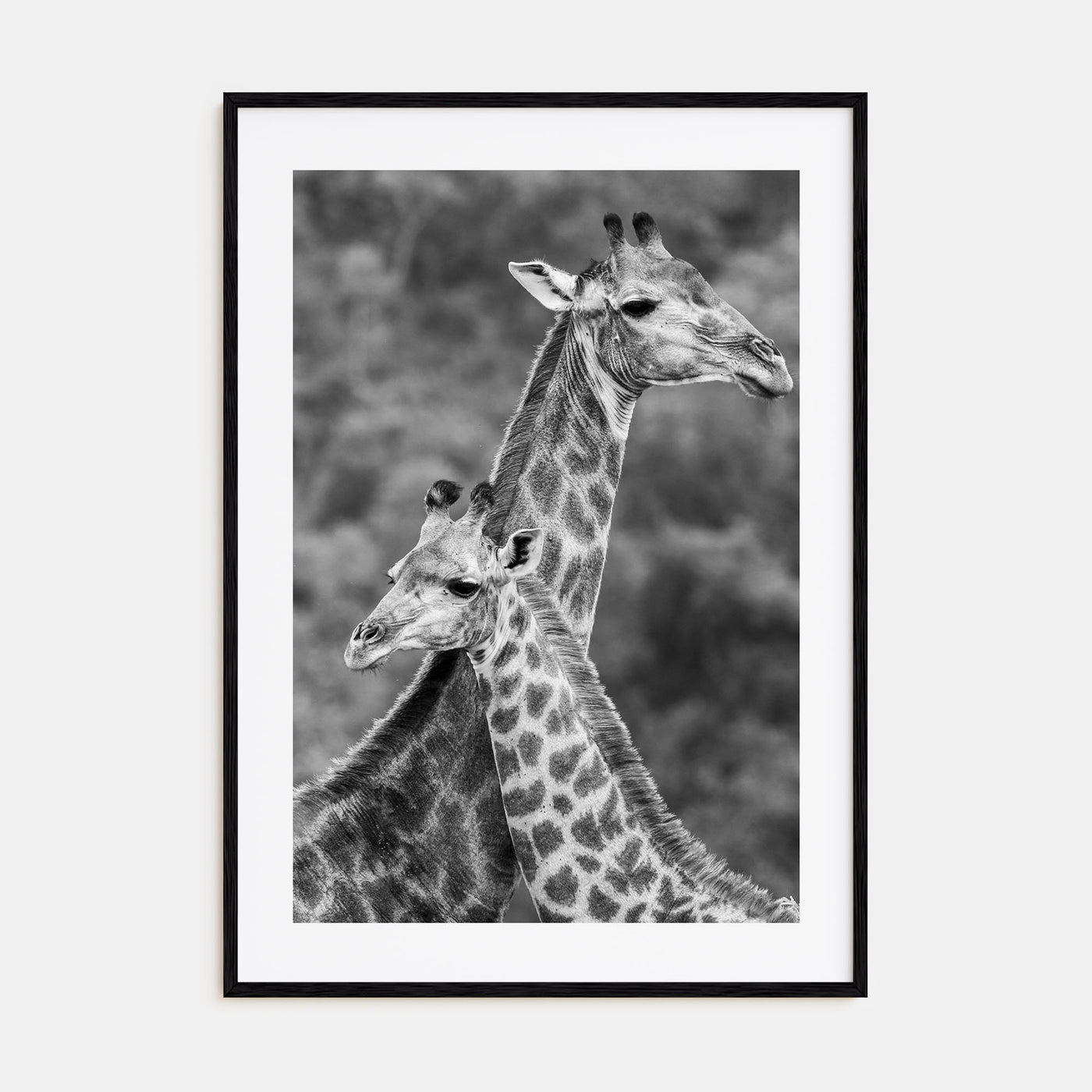 Giraffe Photo B&W No 2 Poster