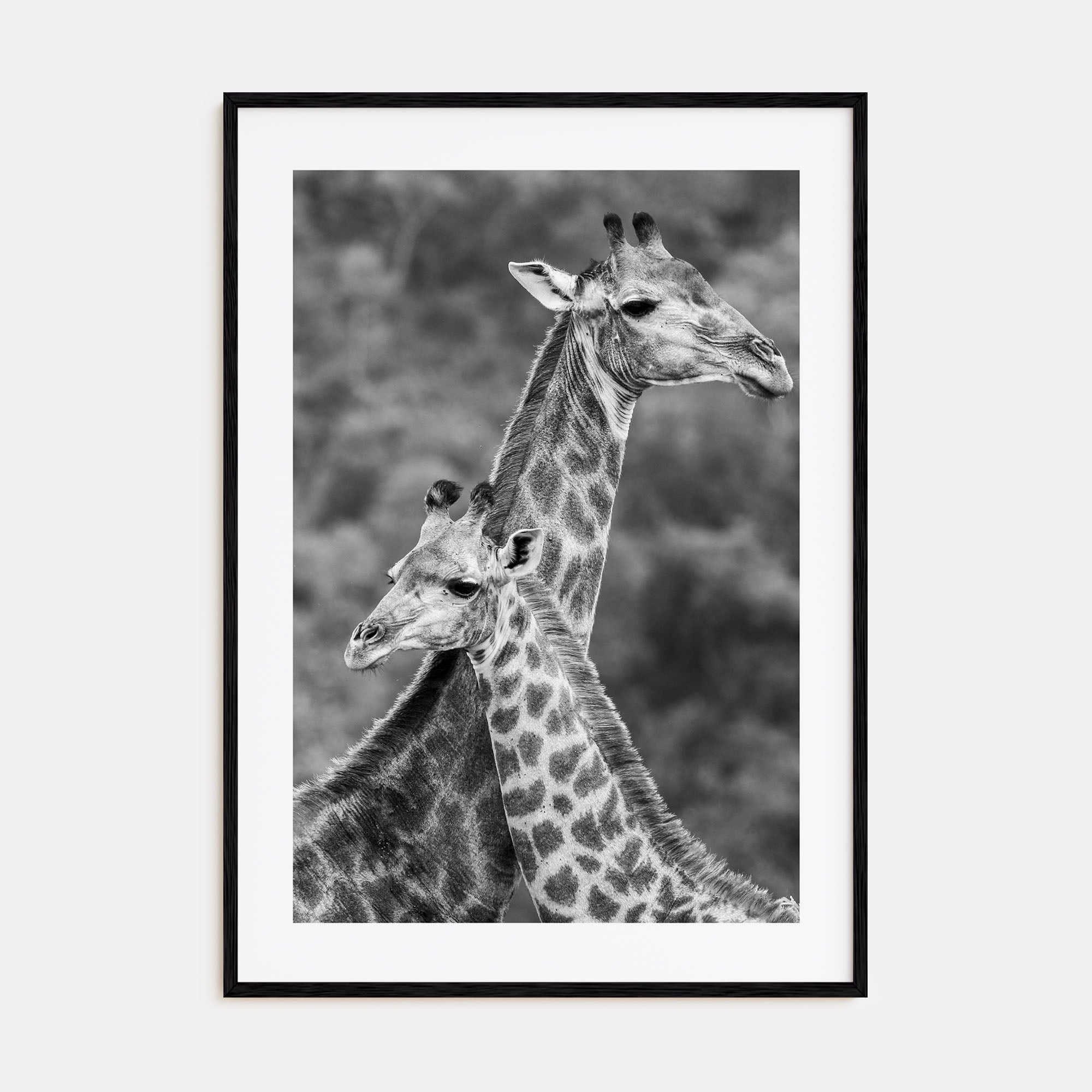 Giraffe Photo B&W No 2 Poster