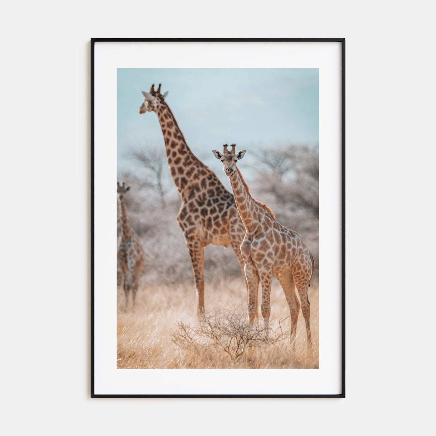 Giraffe Photo Color No 1 Poster