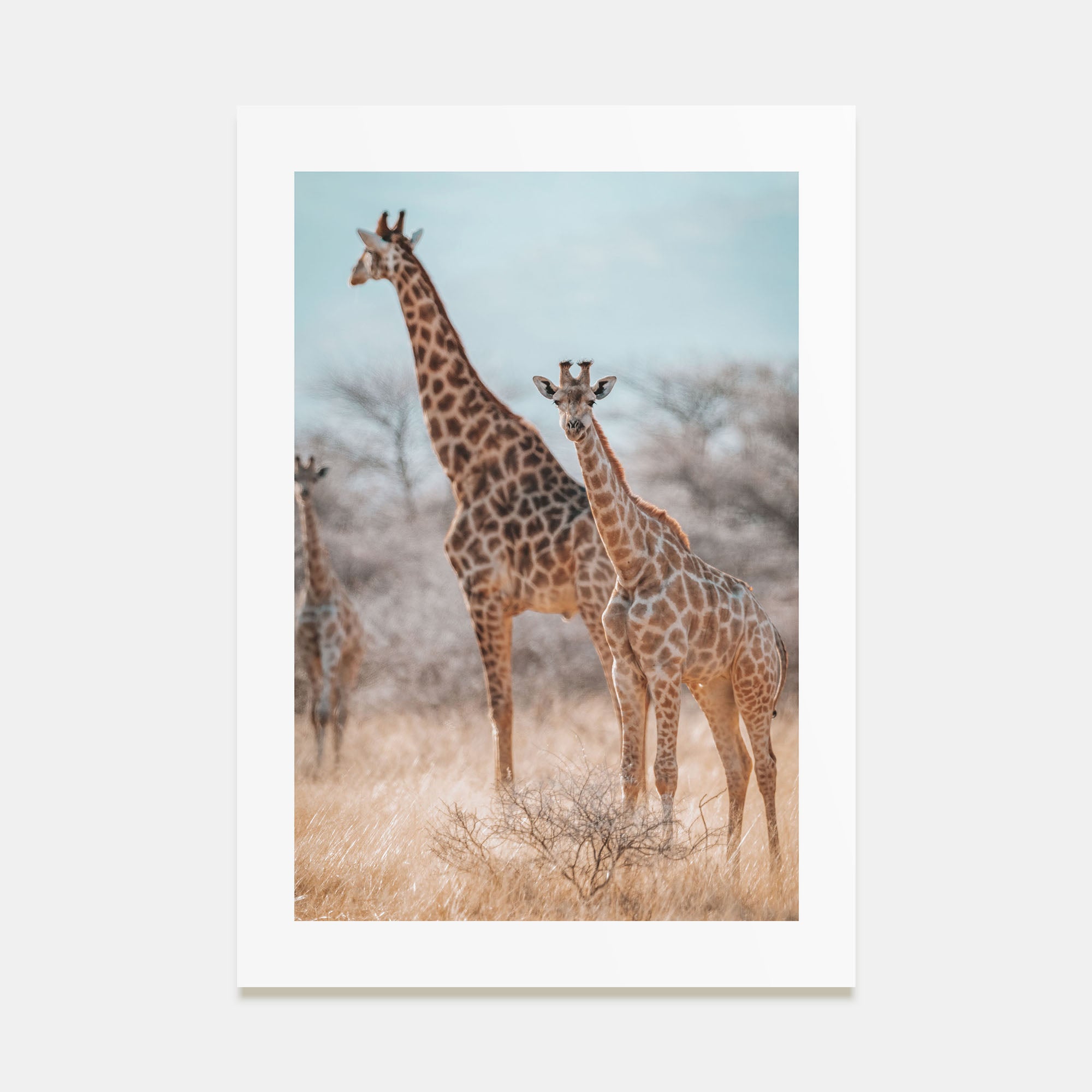 Giraffe Photo Color No 1 Poster