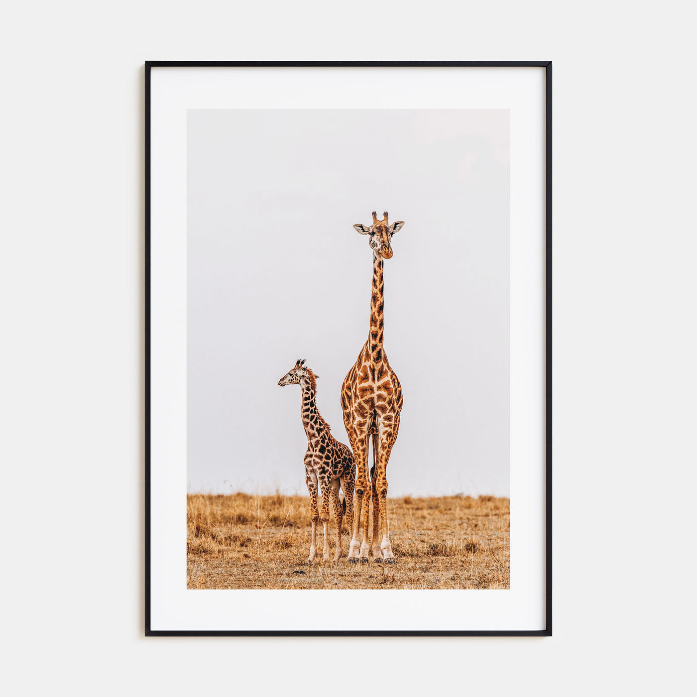 Giraffe Photo Color No 2 Poster