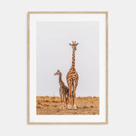 Giraffe Photo Color No 2 Poster