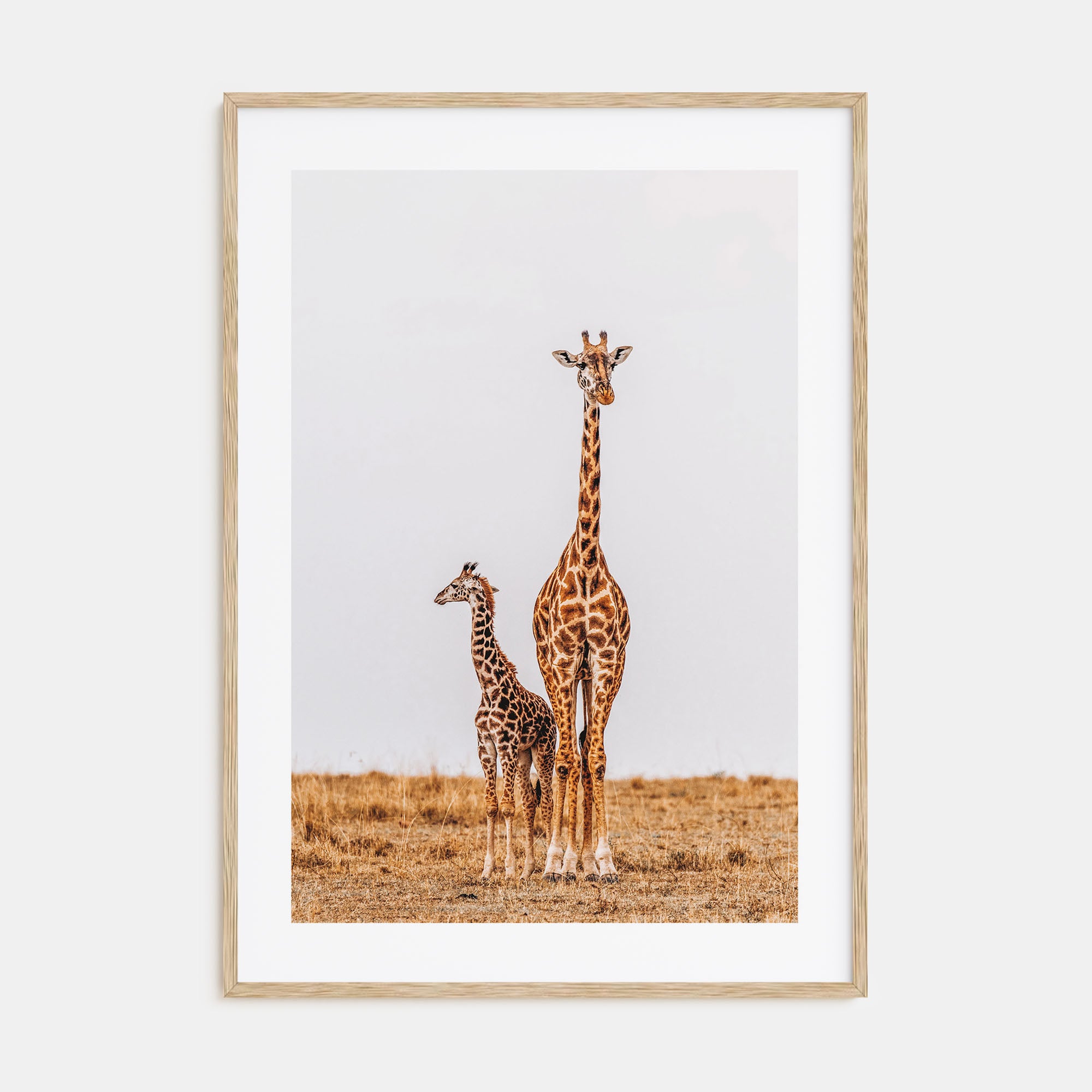 Giraffe Photo Color No 2 Poster