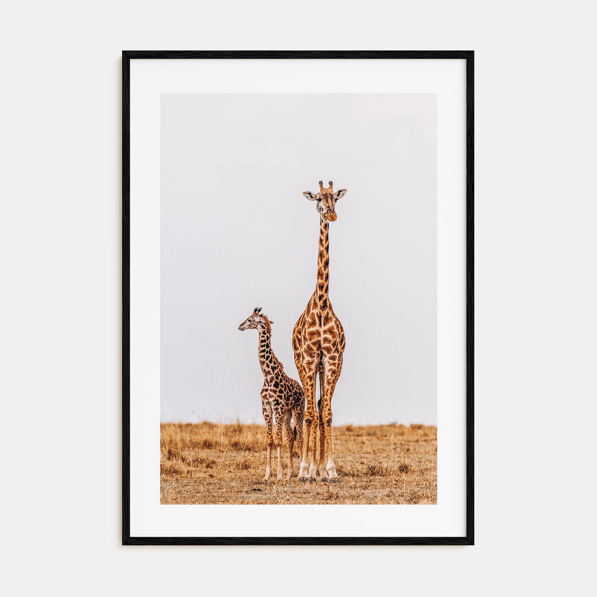 Giraffe Photo Color No 2 Poster