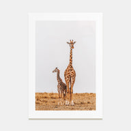 Giraffe Photo Color No 2 Poster