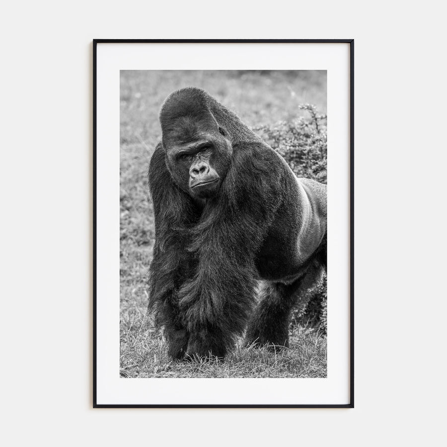 Gorilla Photo B&W Poster