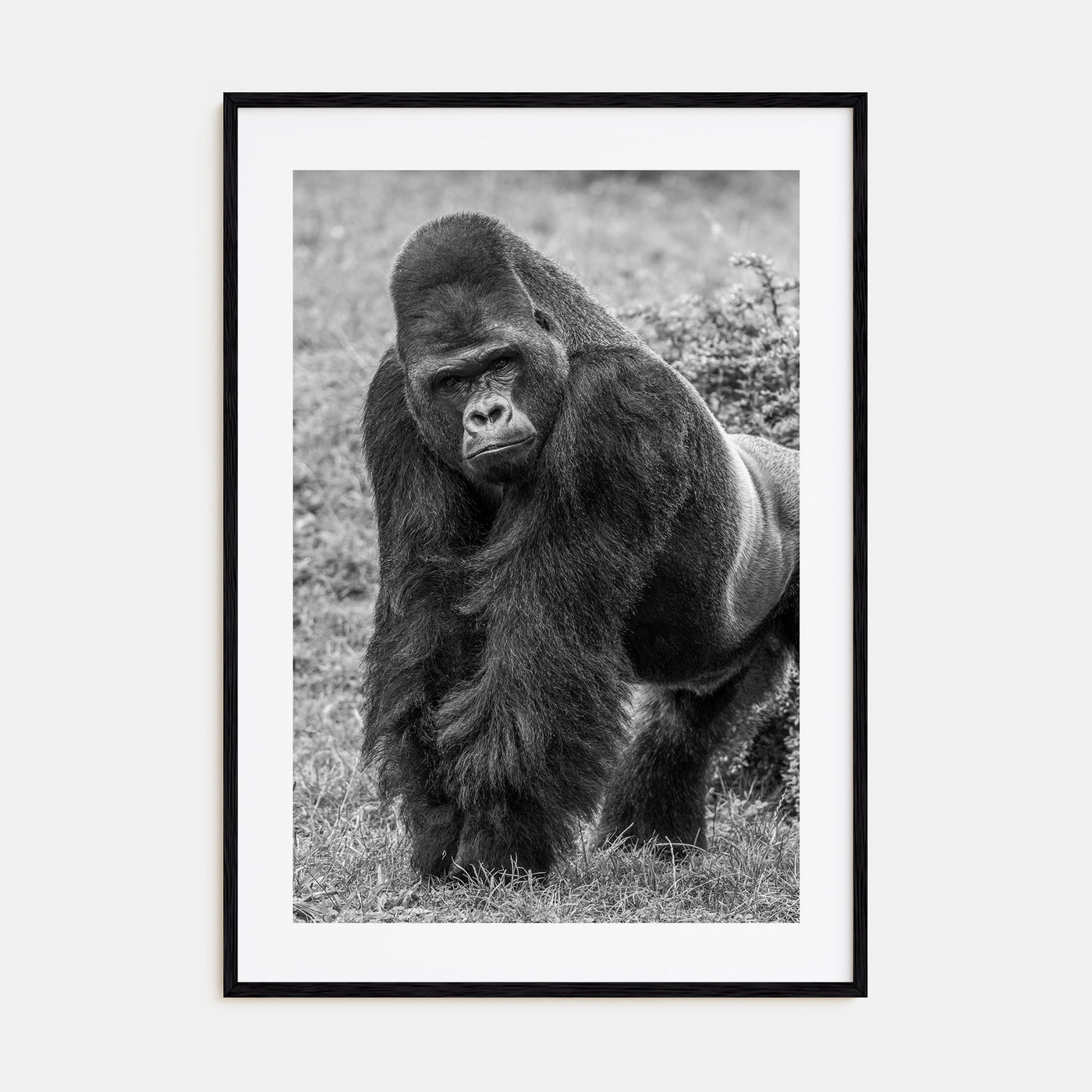 Gorilla Photo B&W Poster