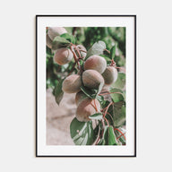 Green Apricots Tree Photo Color Poster