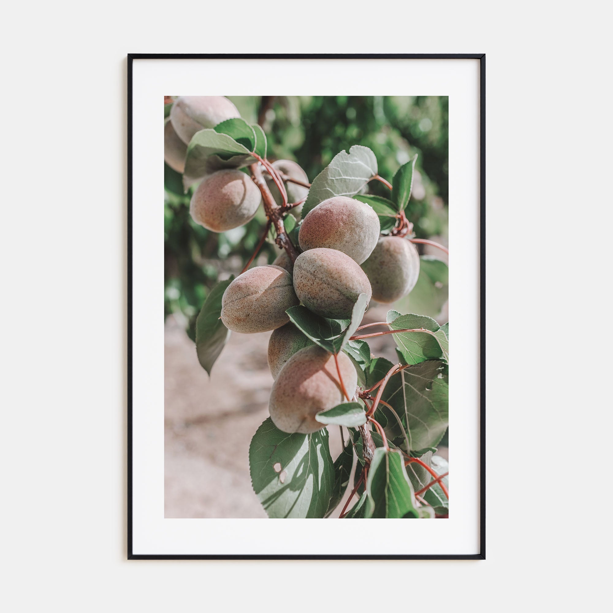 Green Apricots Tree Photo Color Poster