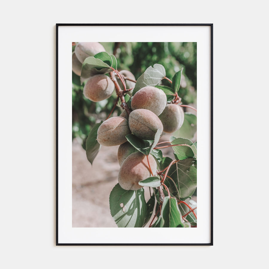 Green Apricots Tree Photo Color Poster