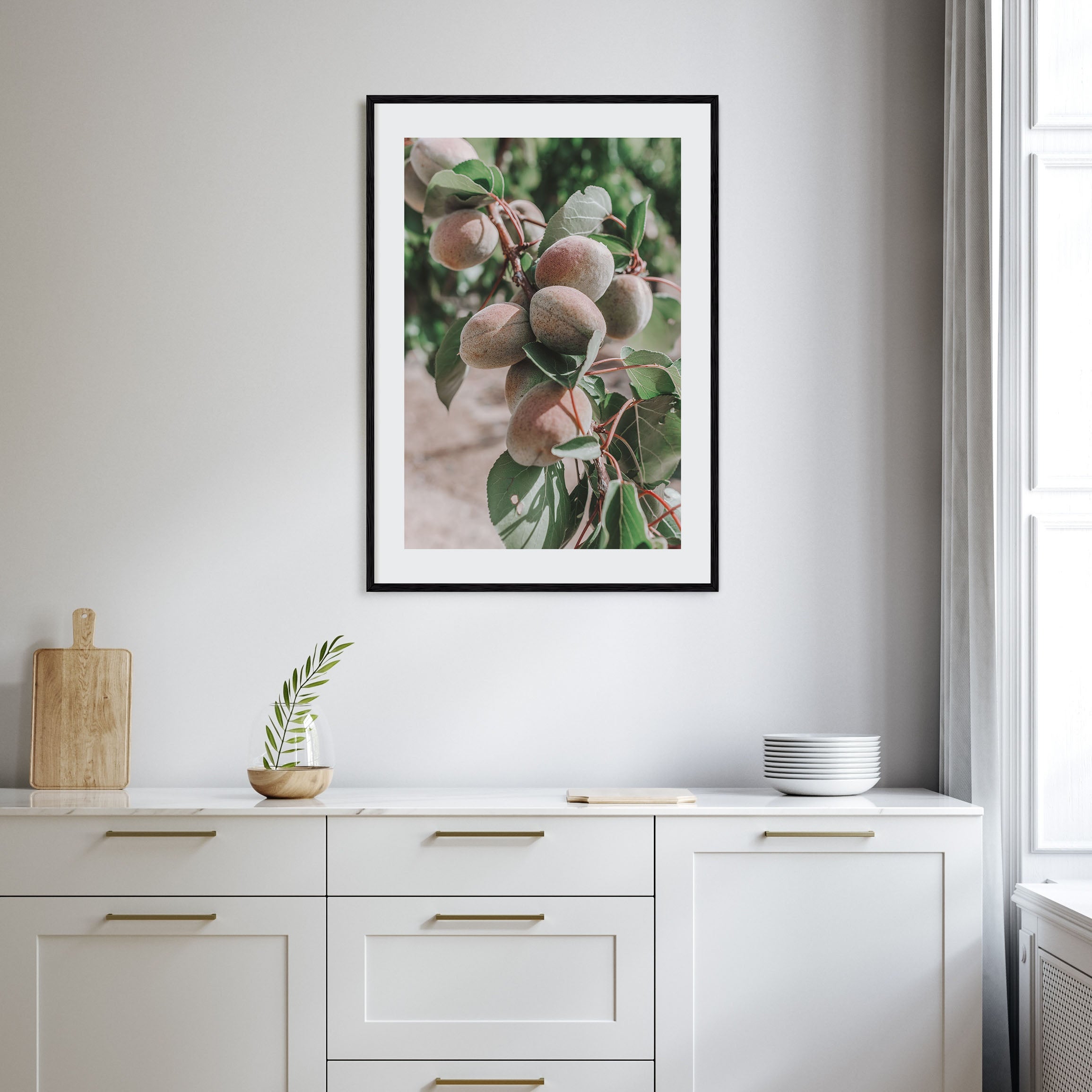 Green Apricots Tree Photo Color Poster