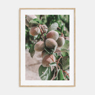 Green Apricots Tree Photo Color Poster