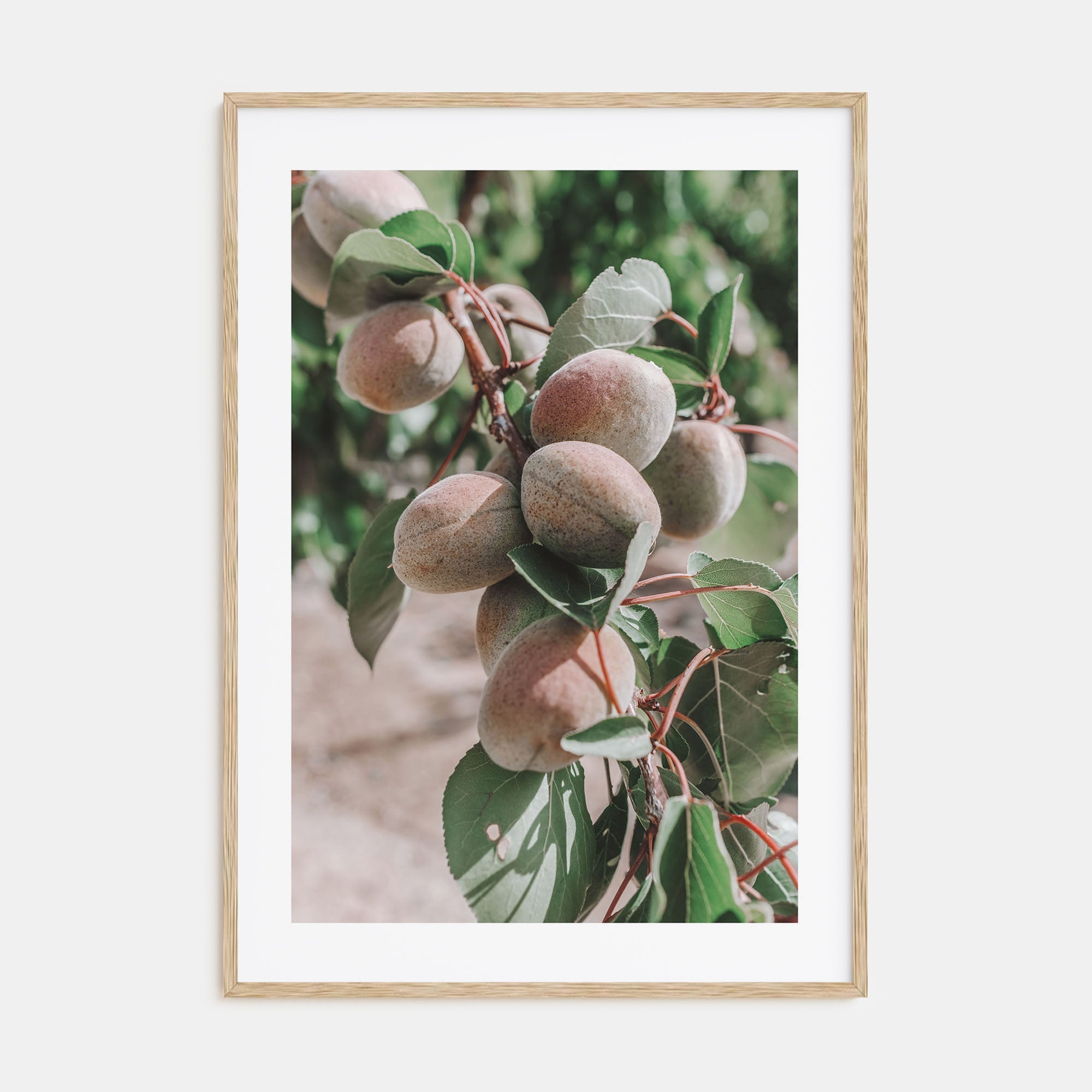 Green Apricots Tree Photo Color Poster