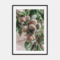Green Apricots Tree Photo Color Poster