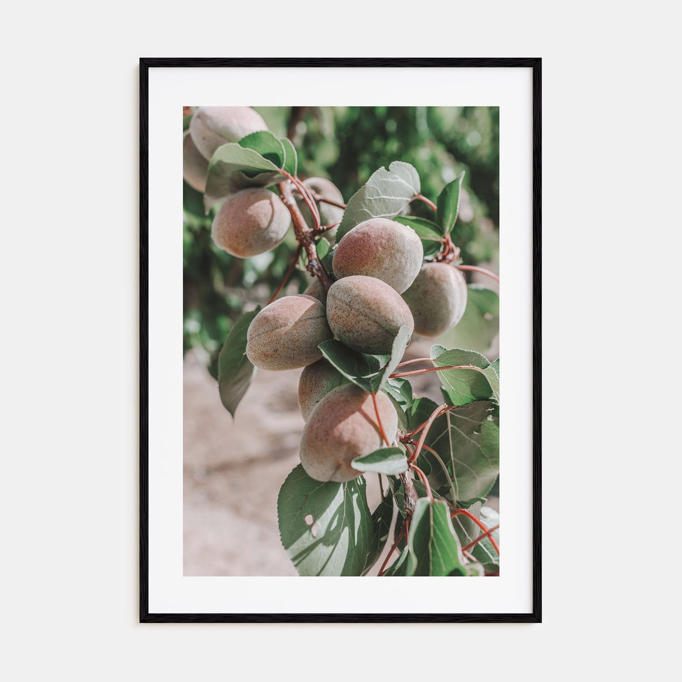 Green Apricots Tree Photo Color Poster
