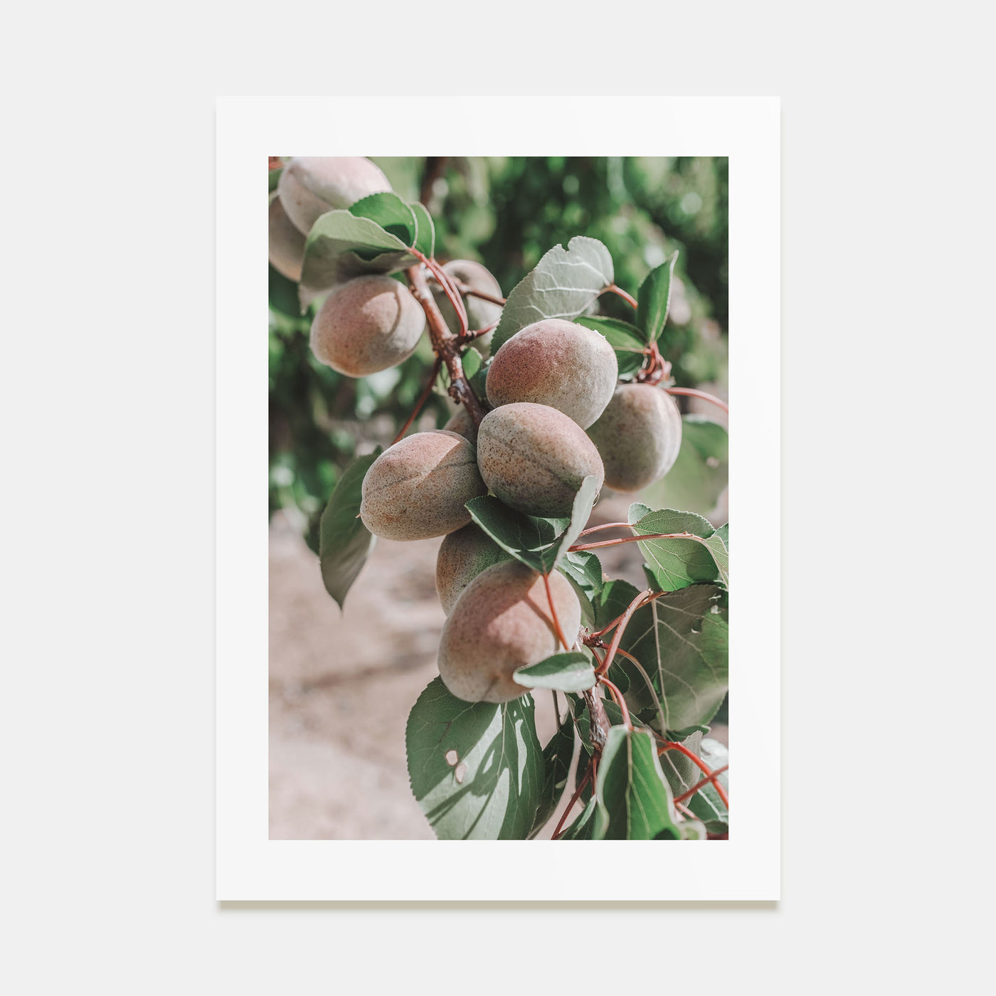 Green Apricots Tree Photo Color Poster