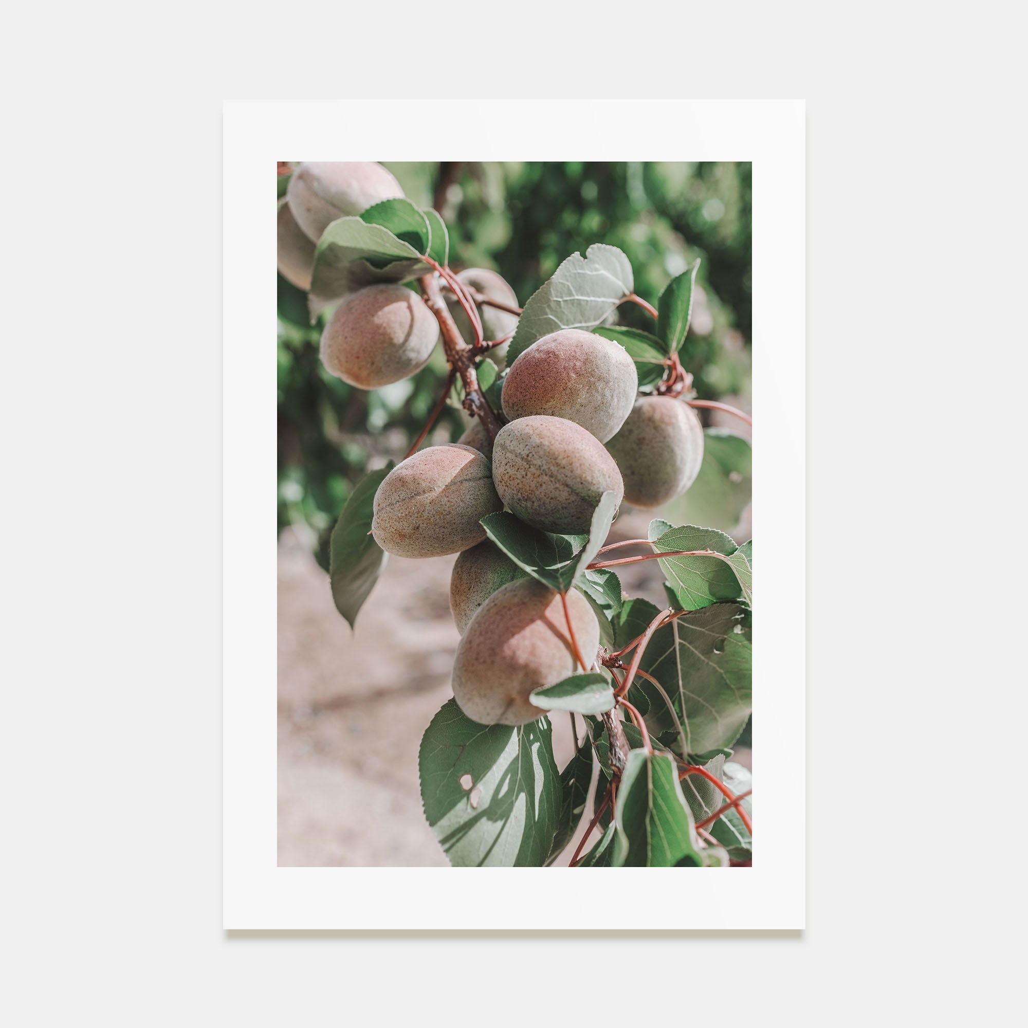 Green Apricots Tree Photo Color Poster