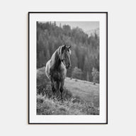 Horse Photo B&W No 1 Poster