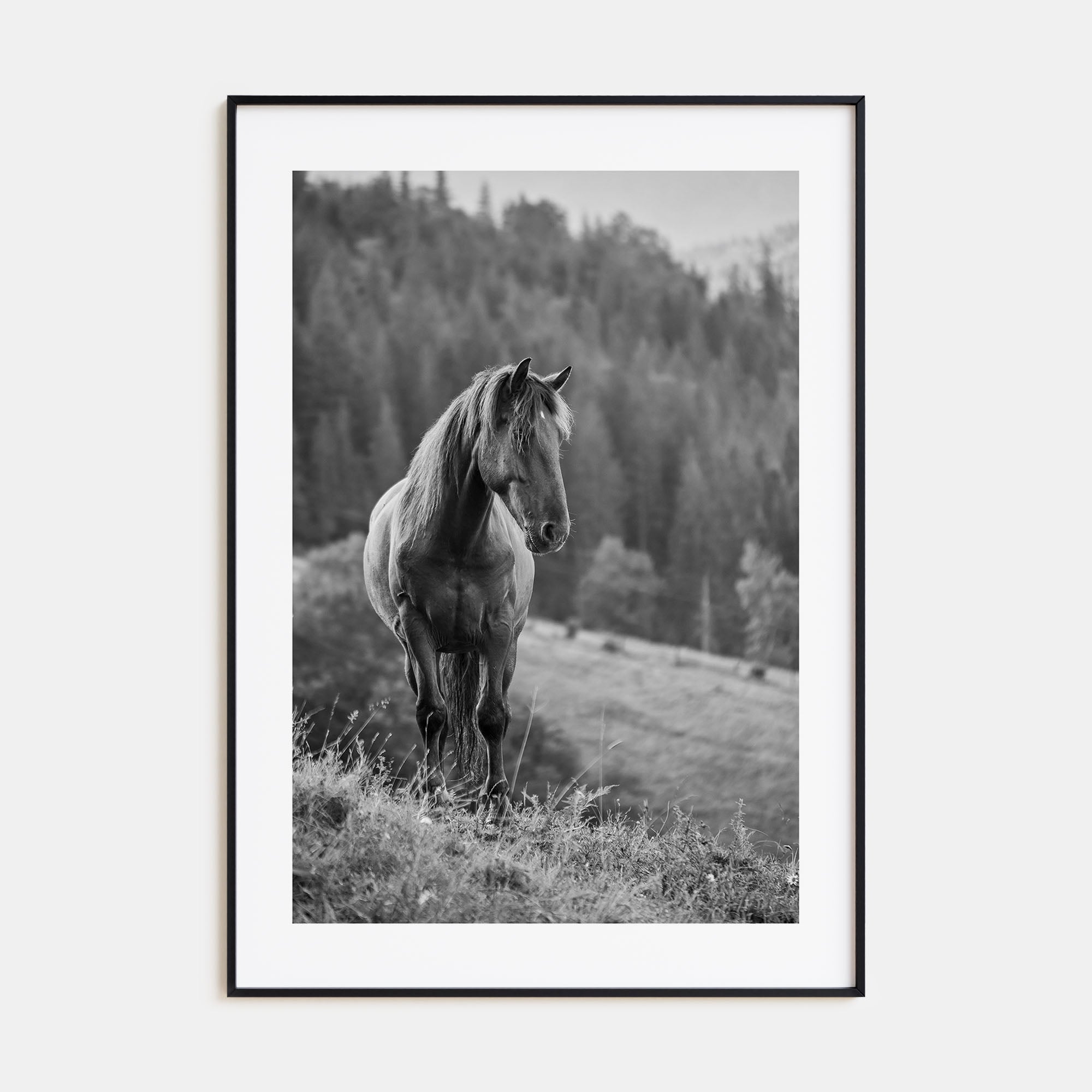 Horse Photo B&W No 1 Poster