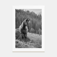 Horse Photo B&W No 1 Poster