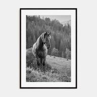 Horse Photo B&W No 1 Poster