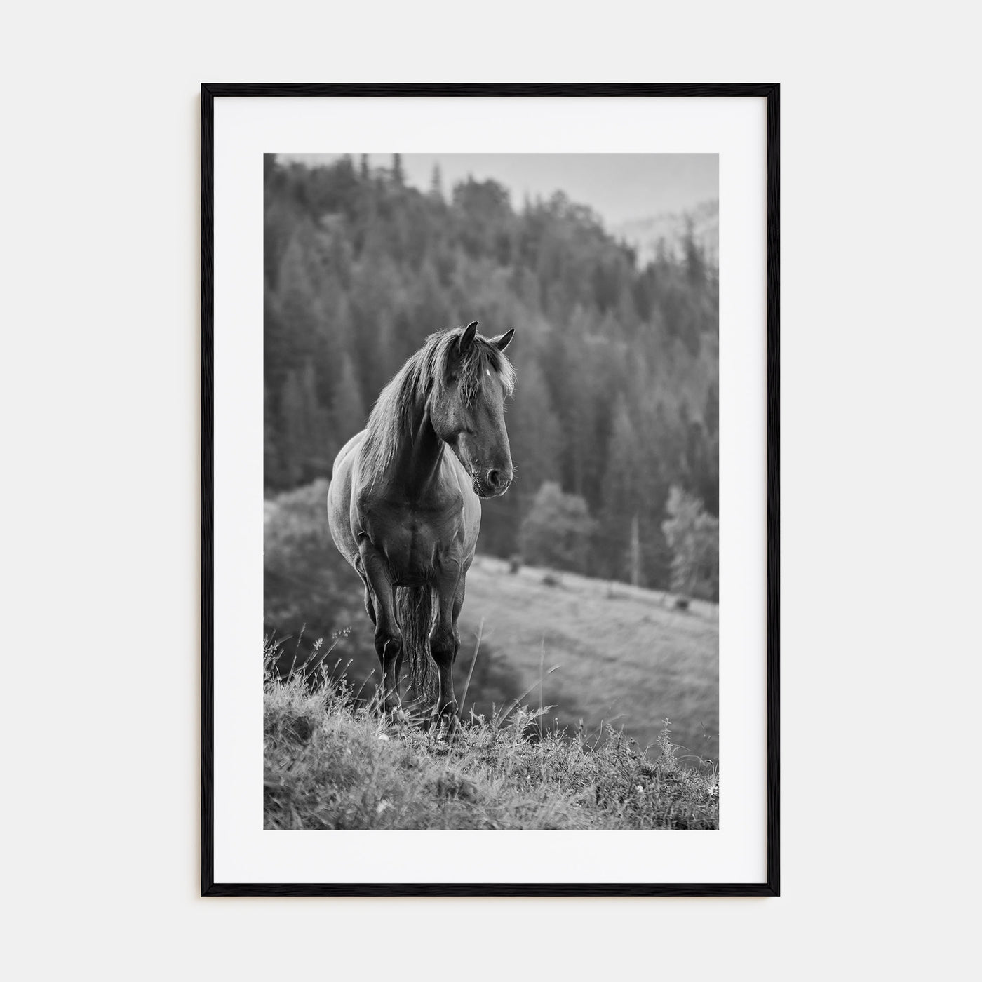 Horse Photo B&W No 1 Poster
