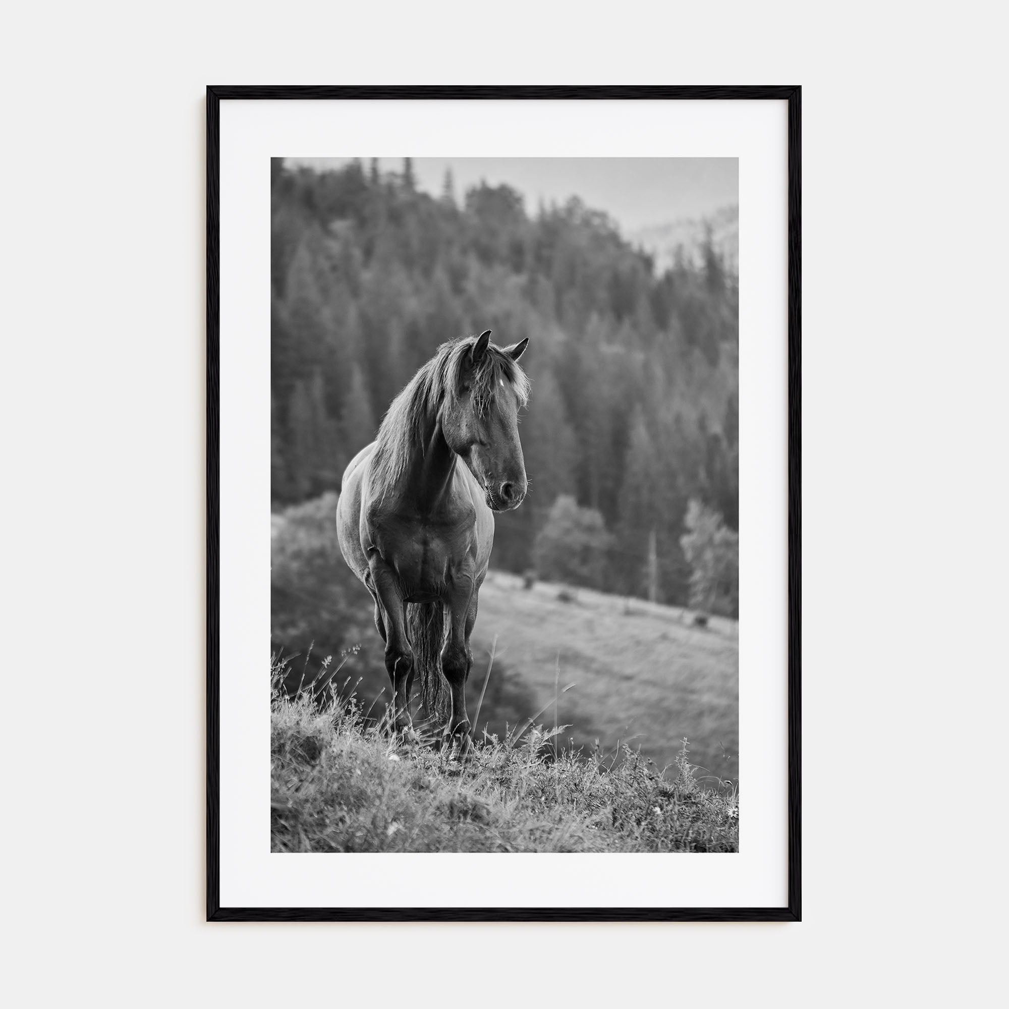 Horse Photo B&W No 1 Poster