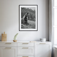 Horse Photo B&W No 1 Poster