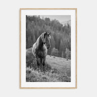 Horse Photo B&W No 1 Poster