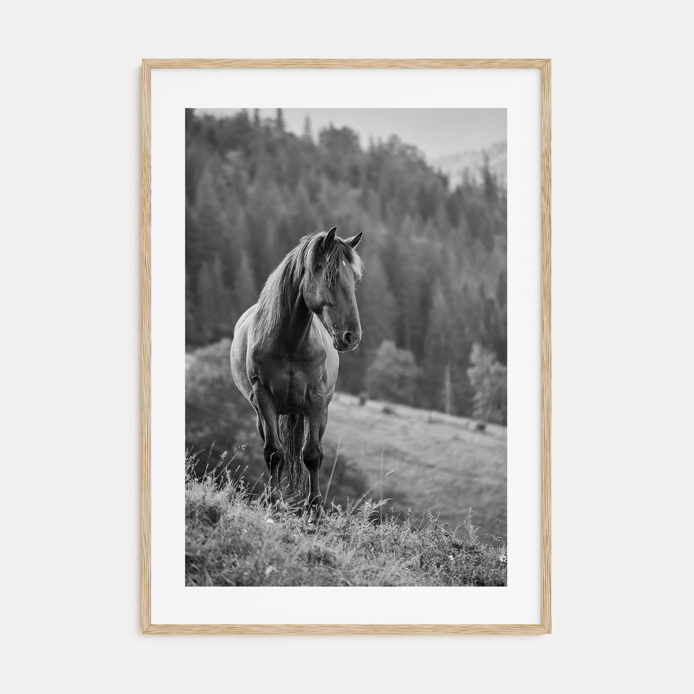 Horse Photo B&W No 1 Poster