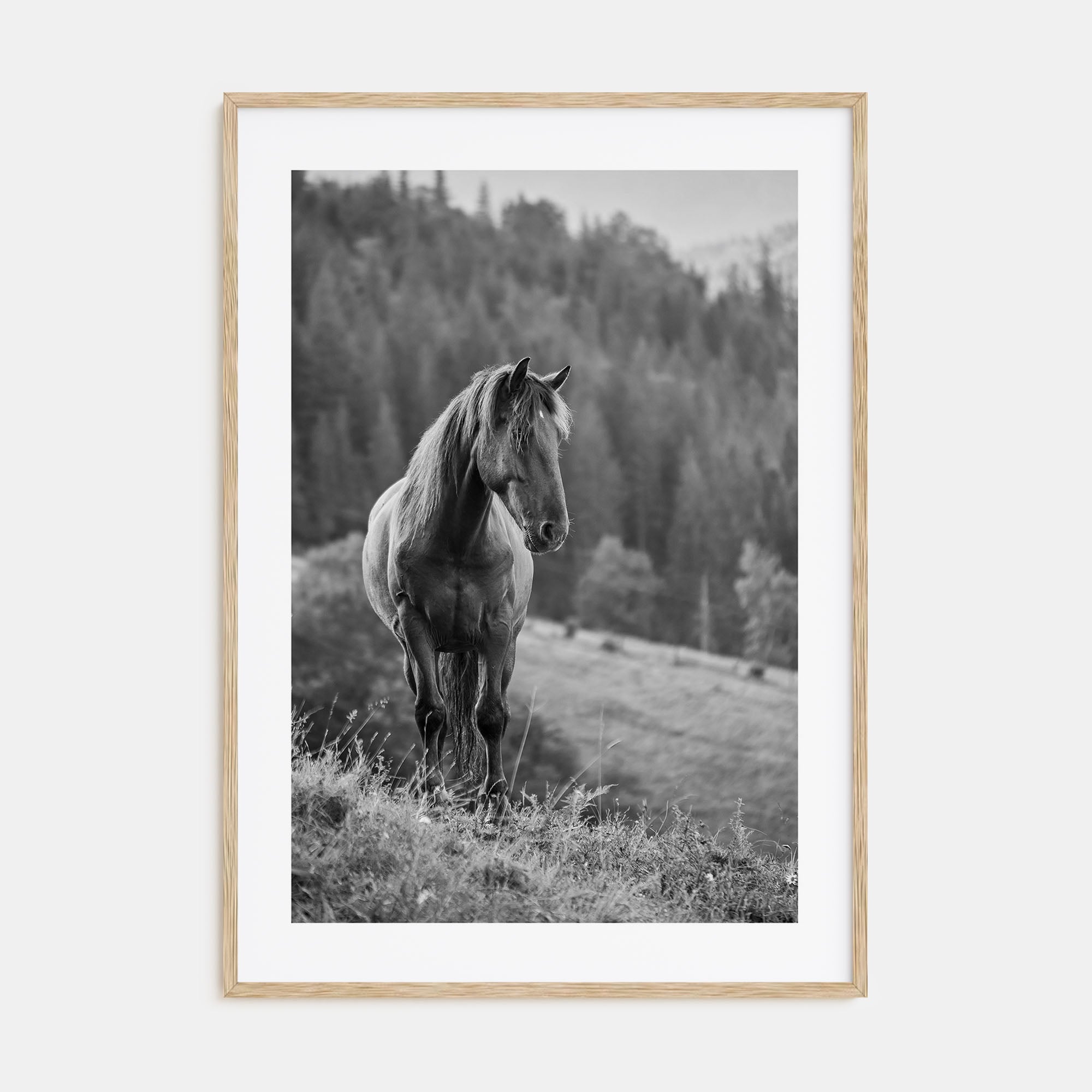 Horse Photo B&W No 1 Poster