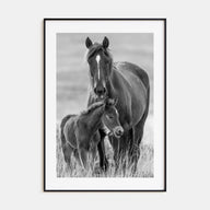 Horse Photo B&W No 2 Poster