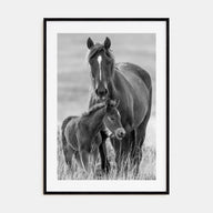 Horse Photo B&W No 2 Poster