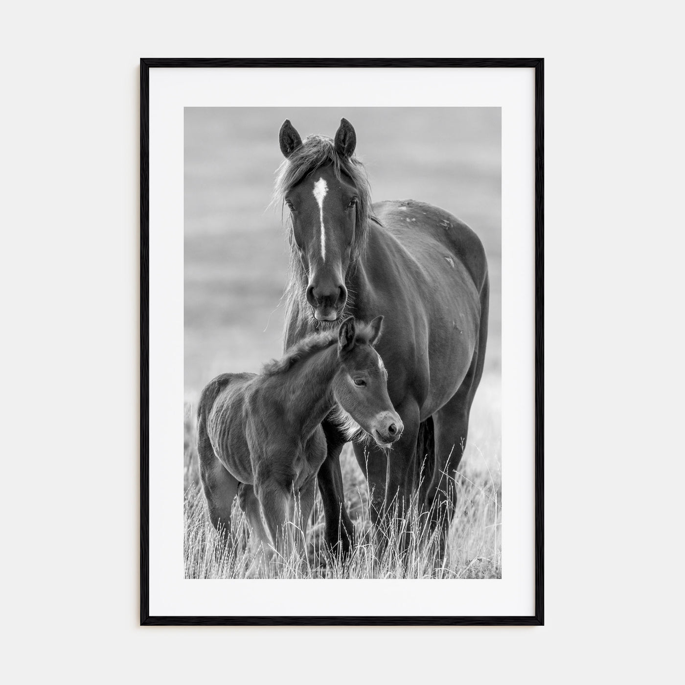 Horse Photo B&W No 2 Poster