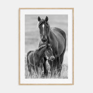 Horse Photo B&W No 2 Poster