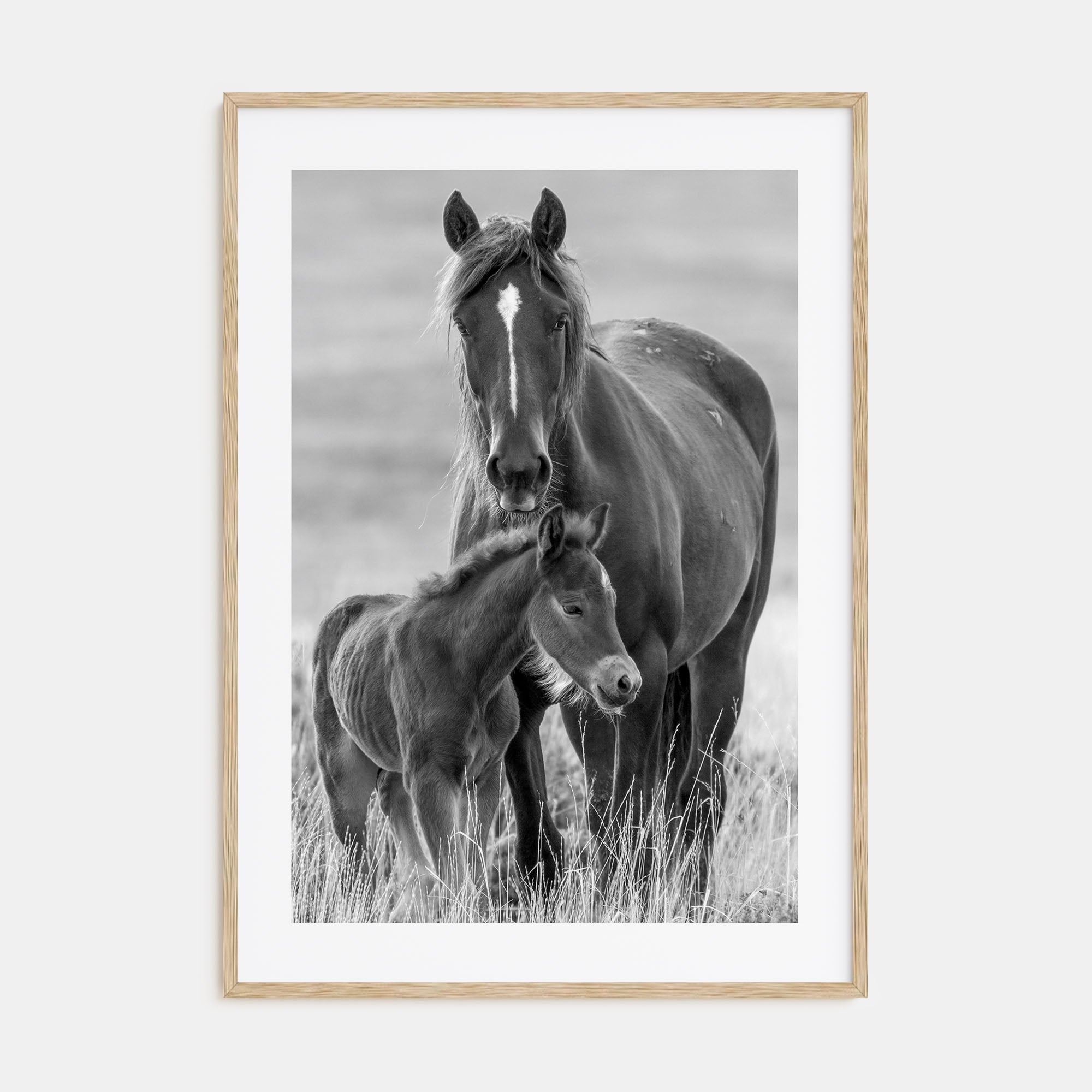 Horse Photo B&W No 2 Poster