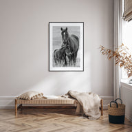 Horse Photo B&W No 2 Poster