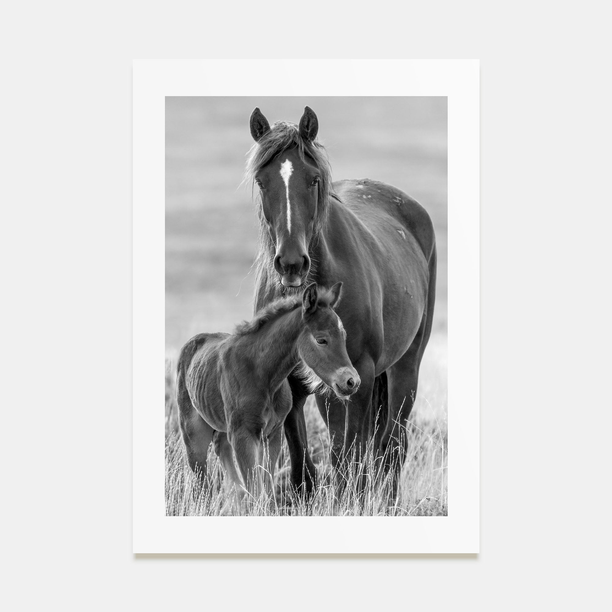 Horse Photo B&W No 2 Poster