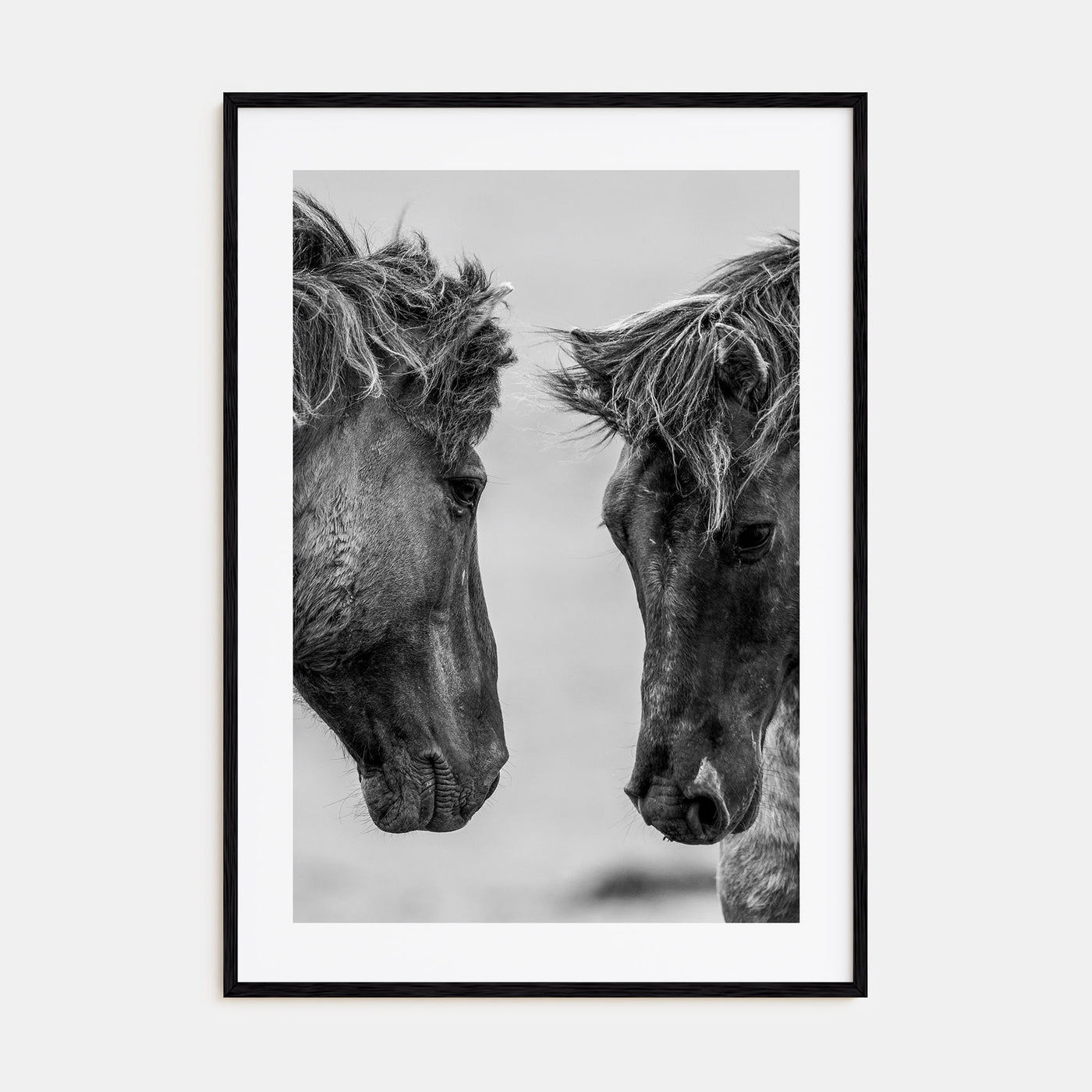 Horse Photo B&W No 3 Poster