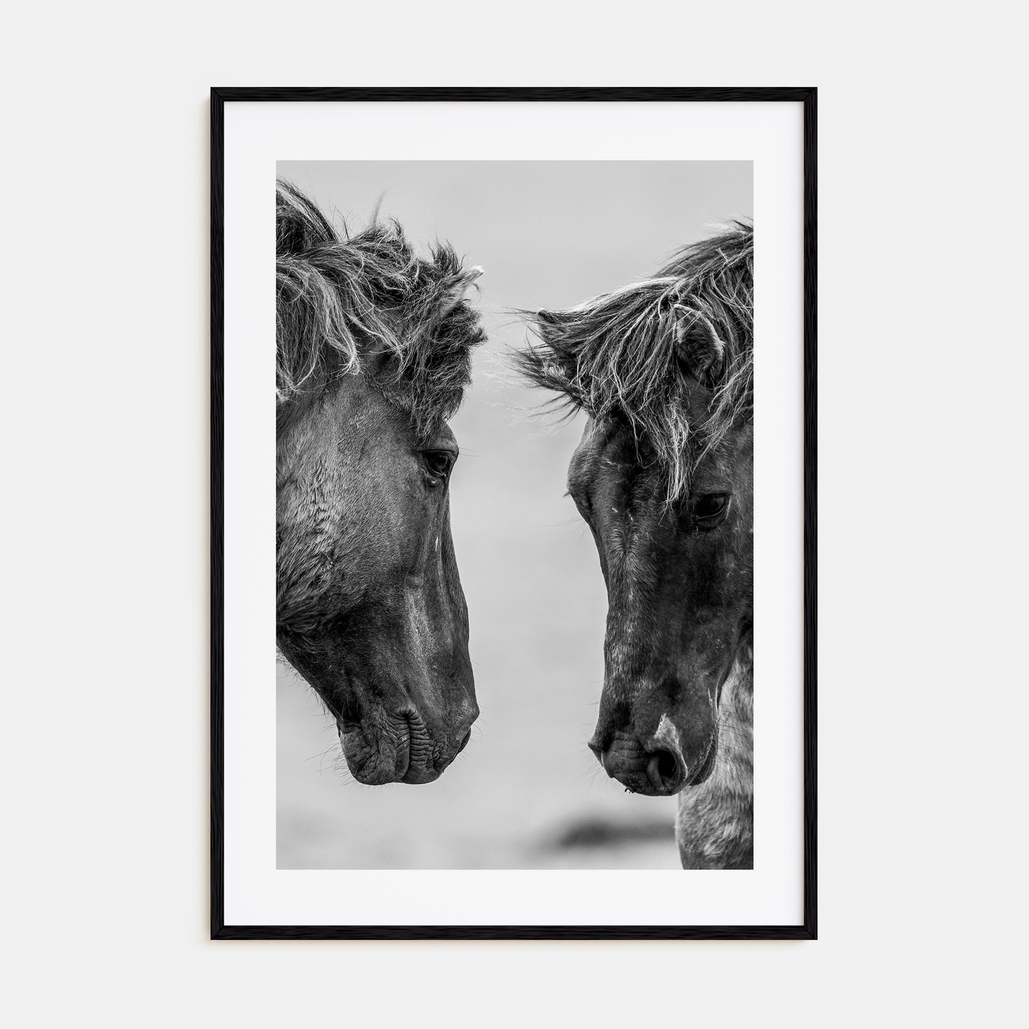 Horse Photo B&W No 3 Poster